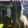 dina_a_lipus