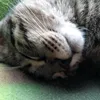 badermohee