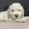 copito_28_