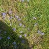 macynicholea