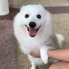 polarthespitz