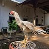 ganesafarm.bkg