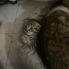 n0rmalhumanbe1ng