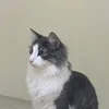 nyankororonkororon