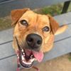 greenmorerescue