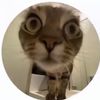 lilycatpurple