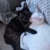 .nala.luna