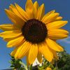 🤍🌻