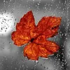 thaotet91