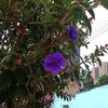 gladyslucuara