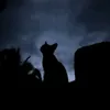 yoii_woniecat