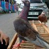 pemainmerpati04