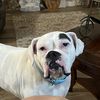 thatdogdaisy1