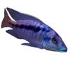 ochcichlids