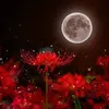 little_elf26