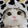 hambaallahh112