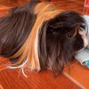 momoziper