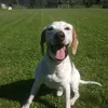 tomdoggorumma