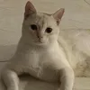 papyboo