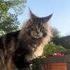 mainecooncatneptun
