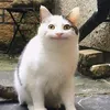 neko_fumifumi