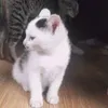 thaomeow2