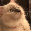 aica_whiskers