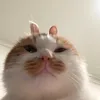 duonhchan