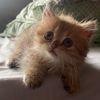 lala_phoebe