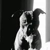 hades.the.pitbull