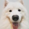 Falcon Samoyed