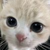 pinokiipiee