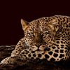 uae_5558