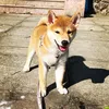 happytheshib