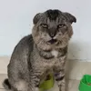 IBU KUCING