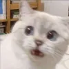 jagmdagtdp
