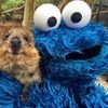 cookiemonsterslayer123