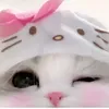 Bảo Bối pet