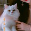linxie_lixue
