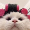 noof_88i
