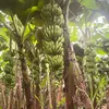 daigiachandat87