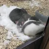 rat.lys