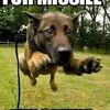 fur_missle