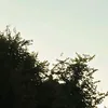 saraycristiann