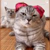shah_446