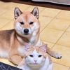 ken__lion