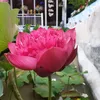 oanhvu91293