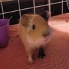 230466peepo
