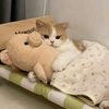 mimi_meow_rwar