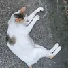 rainneskii23